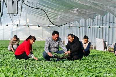 阜南田間煥新機 農技服務進大棚，科技賦能助振興