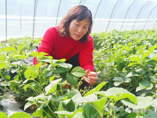 科技賦能田野，點亮現代農業新希望——專訪青島市農業技術推廣協會會長、九龍山合作社理事長李春花