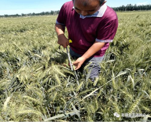 專家指導助力發展——阿瓦提縣農業農村局農技推廣中心高級農藝師深入企業檢查指導工作