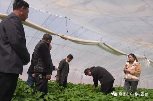 地頭傳經授藝，科技賦能田疇——我市扎實開展農技推廣助力農業生產